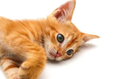 Beyaz arka planda izole edilmiş sevimli sarı bir kedi yavrusunun yakın görüntüsü