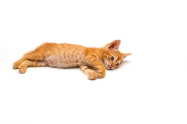 Beyaz arka planda izole edilmiş sevimli sarı bir kedi yavrusunun yakın görüntüsü