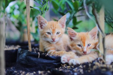 Uykulu sarı gözlü kediciklerin yakın plan görüntüsü sabah uyandıklarında arka bahçelerinde portakal ve pirinç kabukları olan siyah bir politorbaya uzanmış durumdalar.