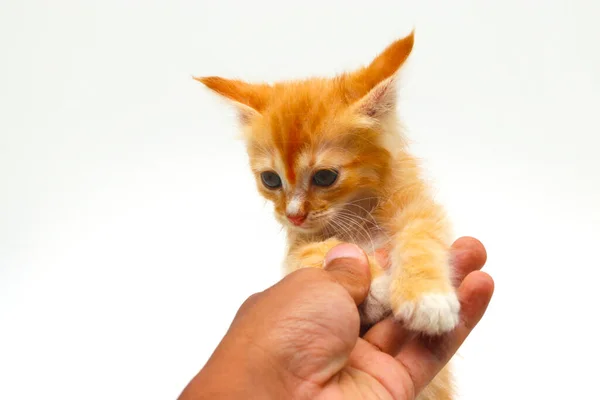 Close View Asian Man Hand Holding Cute Yellow Kitten Hand — Stock Photo, Image