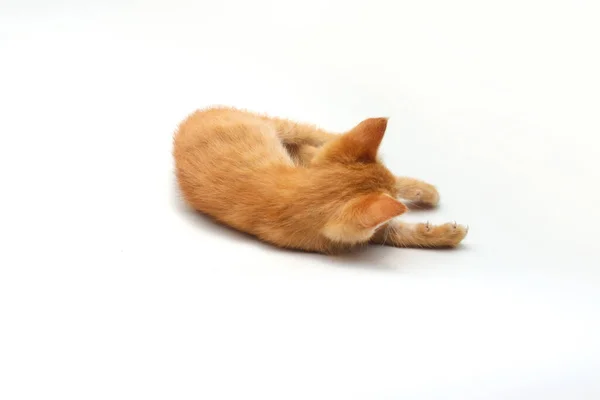 Close View Cute Yellow Kitten Lying White Background — Stock Photo, Image