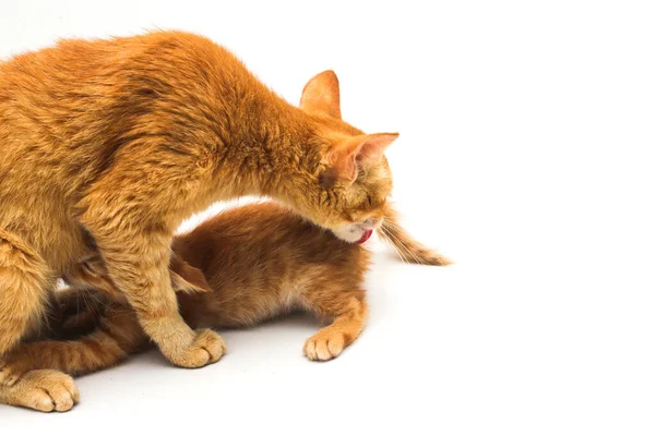 Close View Mother Cat Bathing Her Yellow Kitten Licking Her — Stock Photo, Image