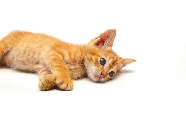 Close View Cute Yellow Kitten Lying Look Camera Isolated White — Stock Photo, Image