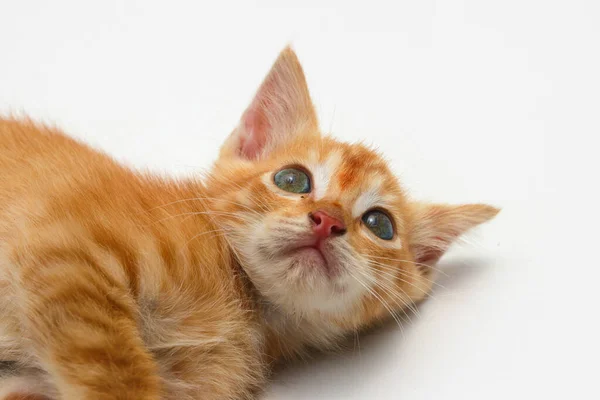 Vista Close Gatinho Amarelo Bonito Está Deitado Olhar Para Câmera — Fotografia de Stock