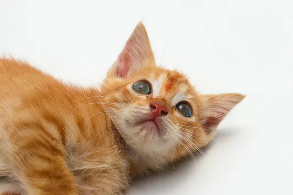 Close View Cute Yellow Kitten Lying Look Camera Isolated White — Stockfoto