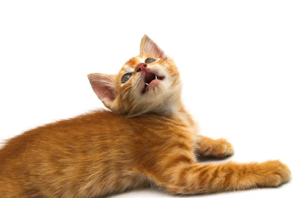 Vue Rapprochée Mignon Chaton Jaune Isolé Sur Fond Blanc — Photo