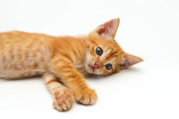 Close View Cute Yellow Kitten Isolated White Background — Stock Photo, Image