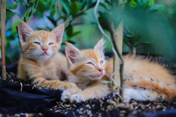 Nahaufnahme Von Verschlafenen Gelben Kätzchen Mit Schiefen Augen Die Gerade — Stockfoto