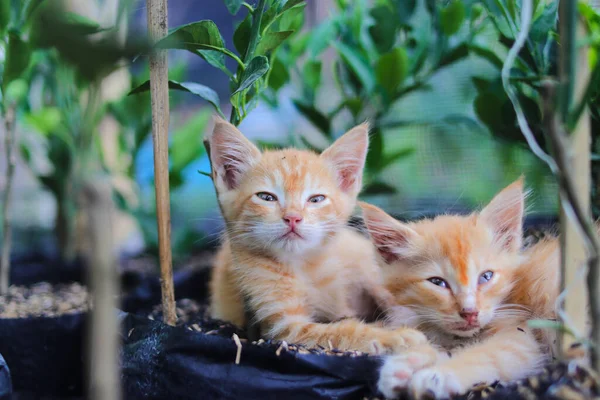 아침에 고양이의 사진은 오렌지 껍질을 뒷마당에 — 스톡 사진