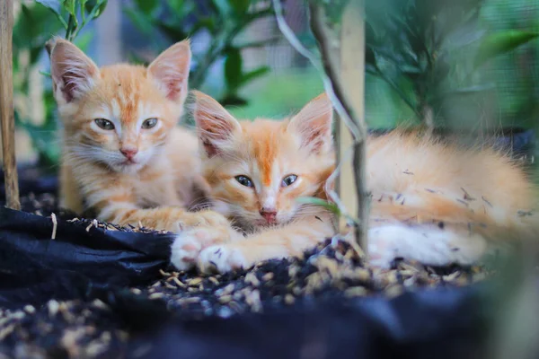 朝目が覚めたばかりのほっそりとした目で眠そうな黄色の子猫のクローズアップは 裏庭にオレンジの植物と米小屋がある黒いポリ袋に横になっています — ストック写真