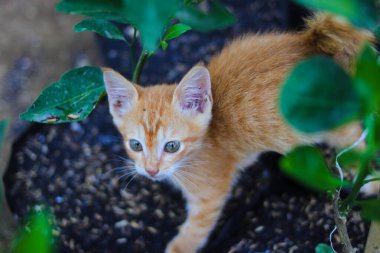 Sarı kedi yavrularının yakın plan görüntüsü arka bahçede turuncu bitki ve pirinç kabuğuyla siyah bir politorba üzerinde yürüyor.