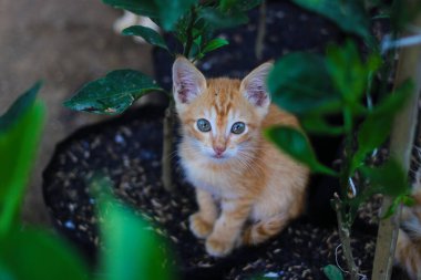 Turuncu bitki ve pirinç kabuğuyla siyah bir politorba üzerinde meraklı sarı bir kedi yavrusu arka bahçedeki kameraya bakıyor.