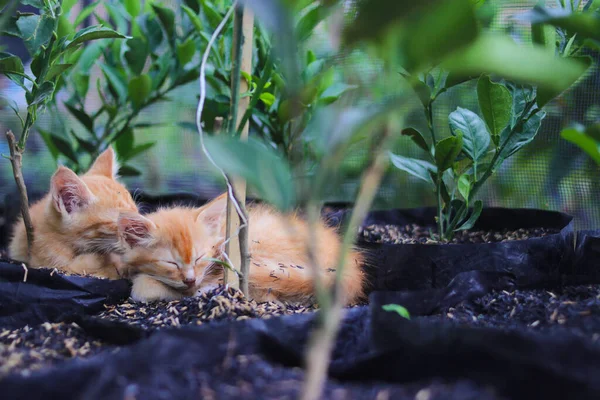 黄猫的近照正在后院的黑色塑料袋上睡觉 里面有桔子植物和稻壳 — 图库照片