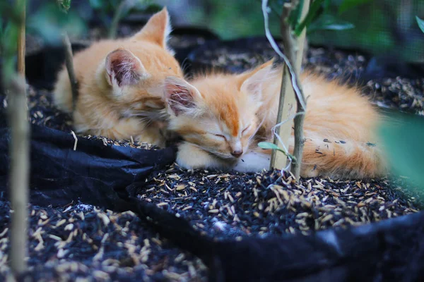 黄猫的近照正在后院的黑色塑料袋上睡觉 里面有桔子植物和稻壳 — 图库照片