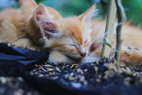 Close Zicht Gele Kittens Slapen Zwarte Polybag Met Sinaasappel Plant — Stockfoto