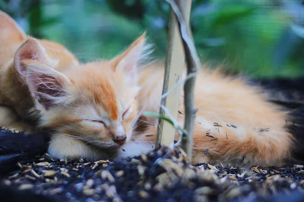 Nahaufnahme Von Gelben Kätzchen Schlafen Auf Schwarzem Polybeutel Mit Orangefarbener — Stockfoto