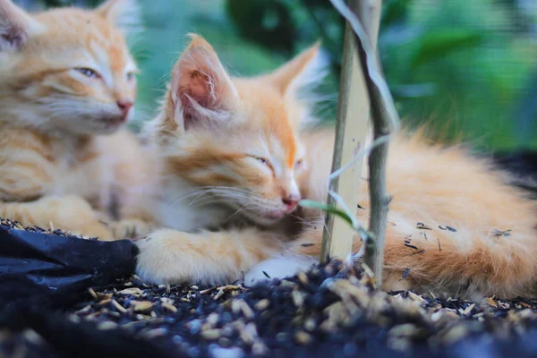 Close View Yellow Kittens Sleeping Black Polybag Orange Plant Rice — Stock Photo, Image