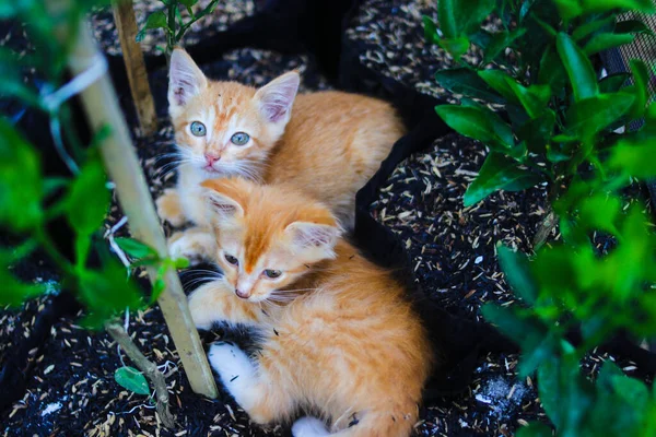 고양이들의 사진은 오렌지색 카메라를 — 스톡 사진