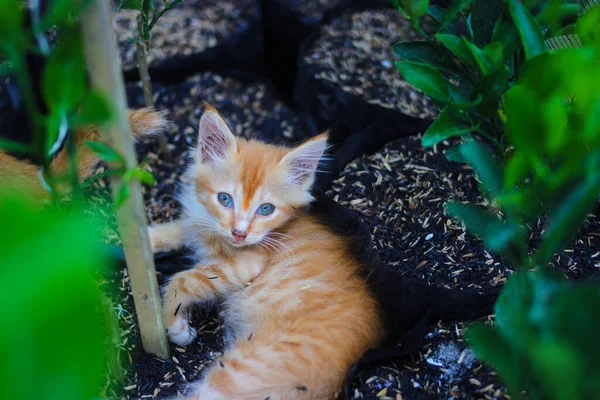 Nahaufnahme Eines Neugierigen Gelben Kätzchens Auf Einem Schwarzen Polybeutel Mit — Stockfoto