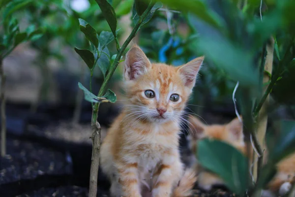 オレンジの植物と稲の殻を持つ黒いポリ袋に好奇心旺盛な黄色の子猫のクローズアップビューは 裏庭のカメラを見ています — ストック写真