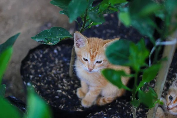 다각형 가방에 호기심많은 고양이의 오렌지색 껍질은 뒷마당에 카메라를 있습니다 — 스톡 사진