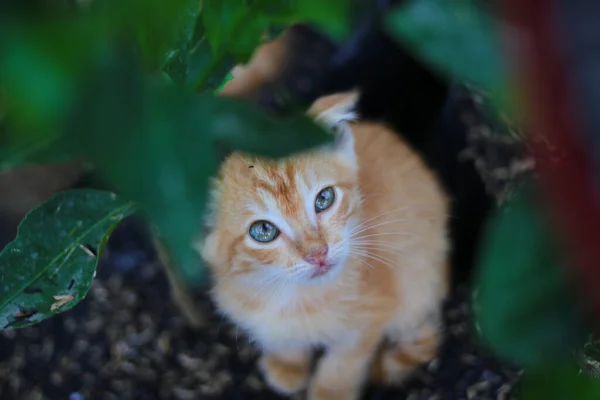 다각형 가방에 호기심많은 고양이의 오렌지색 껍질은 뒷마당에 카메라를 있습니다 — 스톡 사진
