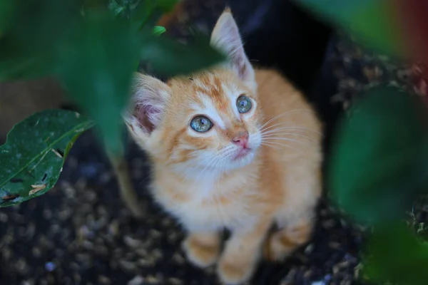 オレンジの植物と稲の殻を持つ黒いポリ袋に好奇心旺盛な黄色の子猫のクローズアップビューは 裏庭のカメラを見ています — ストック写真