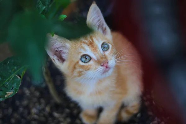 オレンジの植物と稲の殻を持つ黒いポリ袋に好奇心旺盛な黄色の子猫のクローズアップビューは 裏庭のカメラを見ています — ストック写真