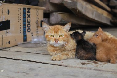 Sarı bir kedi yavrusunu arka bahçede emzirirken kameraya bakıyor.