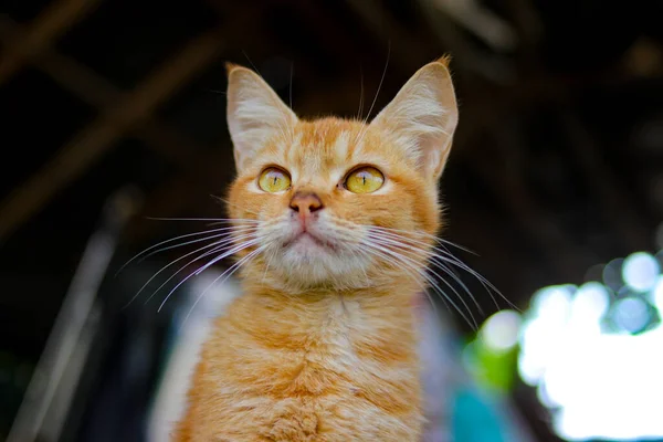 Närbild Vacker Gul Katt Med Defocus Abstrakt Bakgrund Trädgården — Stockfoto