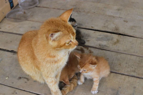 Nahaufnahme Einer Gelben Mutterkatze Die Ihre Kätzchen Hinterhof Streichelt — Stockfoto