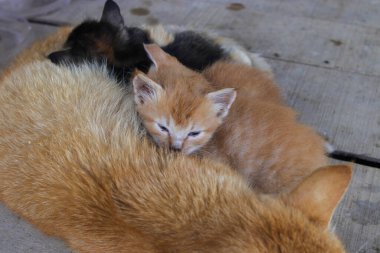 Sabah uyanıp beslenmeyi bitiren sarı gözlü bir kedi yavrusunun yakından görüntüsü arka bahçedeki kameraya bakıyor.