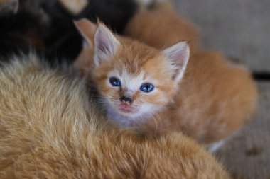 Sabah uyanıp beslenmeyi bitiren sarı gözlü bir kedi yavrusunun yakından görüntüsü arka bahçedeki kameraya bakıyor.