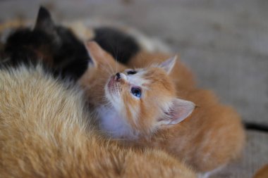 Sabah uyanıp beslenmeyi bitiren sarı gözlü bir kedi yavrusunun yakından görüntüsü arka bahçedeki kameraya bakıyor.