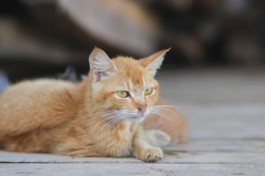 Beyaz bıyıklı sarı bir kedinin yakın plan görüntüsü ve arka bahçedeki ağaçların soyut arkaplanı.