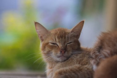 Uykulu sarı bir kedinin, arka bahçede arka planda çözünmüş yeşil sulama kutusuyla yavrularına baktığı yakın plan görüntüsü.
