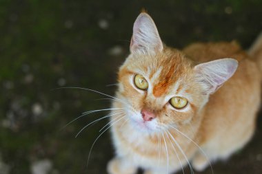 Çıplaklık arkaplanı olan güzel sarı kedinin yukarıdan görünüşü arka bahçedeki kameraya bakıyor.