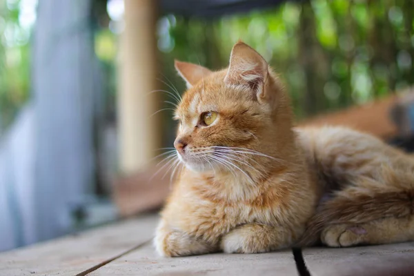 Vista Close Belo Gato Amarelo Com Resumo Defocus Está Deitado — Fotografia de Stock