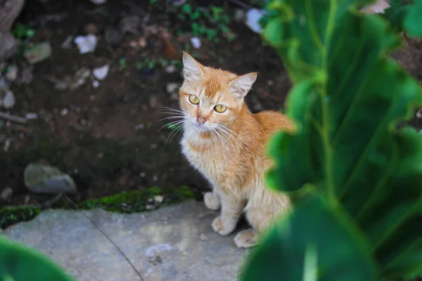 Närbild Vacker Gul Katt Med Defocus Abstrakt Förgrund Gröna Krukväxter — Stockfoto