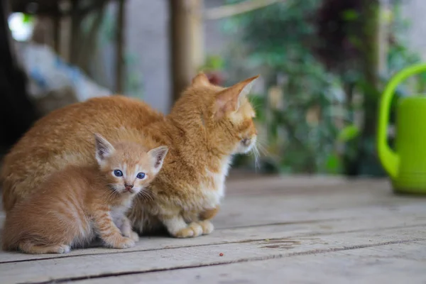 Nahaufnahme Eines Gelben Kätzchens Mit Defokussiertem Mutterkatzenhintergrund Blickt Die Kamera — Stockfoto