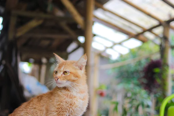 Nahaufnahme Einer Schönen Gelben Katze Mit Defokussiertem Abstrakten Hintergrund Hinterhof — Stockfoto