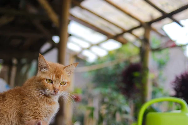 裏庭の抽象的な背景を持つ美しい黄色の猫のクローズアップビュー — ストック写真
