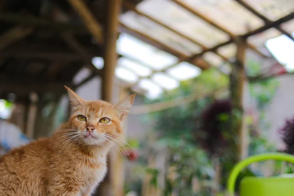 쿠스의 추상적 아름다운 고양이의 — 스톡 사진