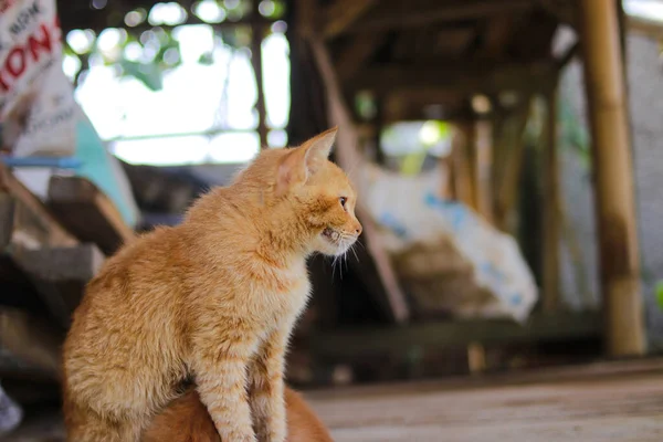 Close View Beautiful Yellow Cat Defocus Abstract Background Backyard — Stock Photo, Image