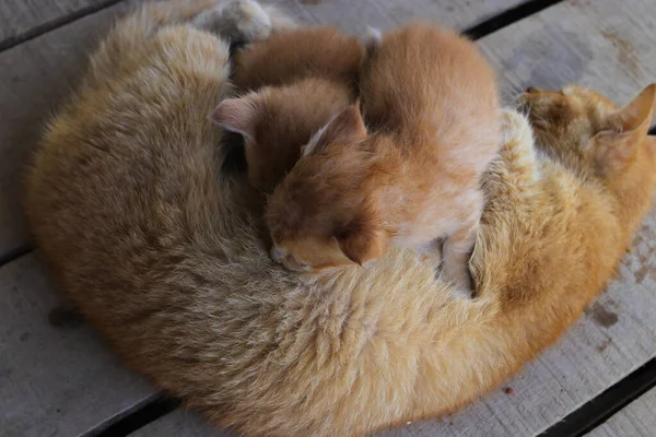 Nahaufnahme Einer Gelben Mutterkatze Die Ihre Kätzchen Hinterhof Streichelt — Stockfoto