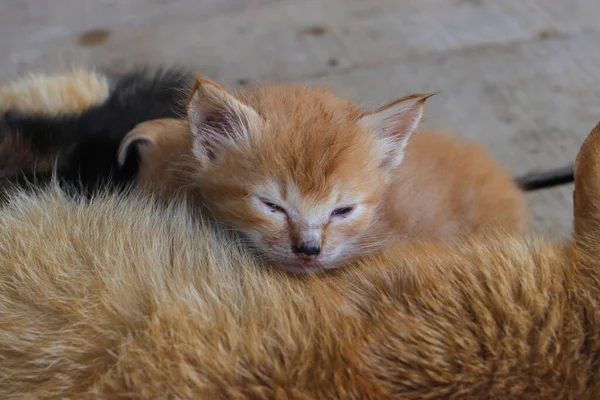 目が覚めて朝ご飯を食べ終えたばかりの黄色い子猫が裏庭のカメラを見ています — ストック写真