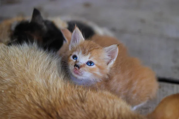 Tampilan Close Dari Anak Kucing Kuning Dengan Mata Miring Yang — Stok Foto