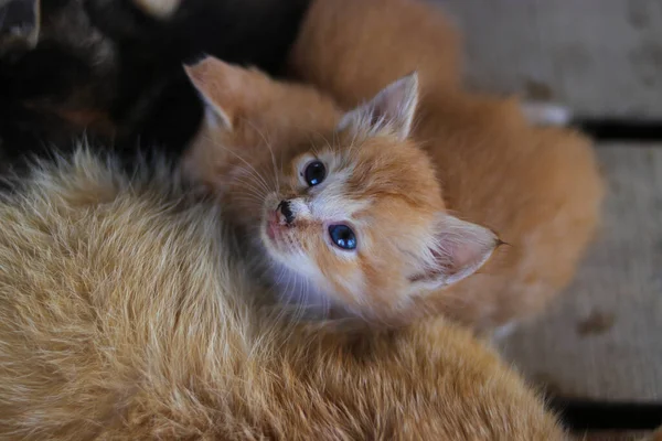 Tampilan Close Dari Anak Kucing Kuning Dengan Mata Miring Yang — Stok Foto