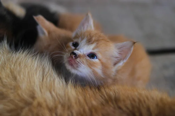 Nahaufnahme Eines Gelben Kätzchens Mit Schiefen Augen Das Gerade Aufgewacht — Stockfoto