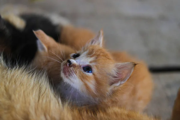 Vista Cerca Gatito Amarillo Con Los Ojos Inclinados Que Acaba — Foto de Stock